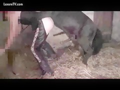 Horse gets fucked by his rider for hard sex animals