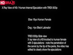 Fucking dog shows on cam free HD xxx videos 