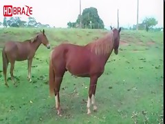 Horse porn fucking hardly outside for zoo xxx movies HD