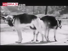 Animal cum porn hardcore for collection xxx zoo HD