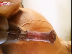 Stunning a huge horse dick showing cam free HD