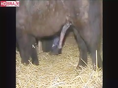 Bitch gay banged his asshole by horse sex