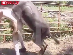Bitch gay man fucks horse in his garden