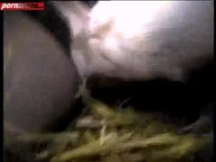 Animal Deep Pussy GIrl