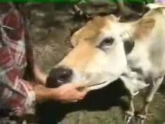 Mi vaca Fucking animal sex