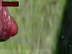 red cock dog