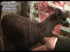 Sex animal so hot