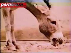 Horse porn video