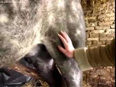 Bitch woman fucks horse for animal sex