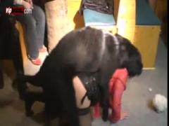 Big dog fucks human hardly xxx animal