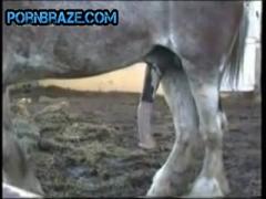 captures the moment horse cock - Animal Porn Free