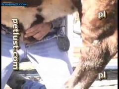 cowboy Zoofilia - Animal Porn Free