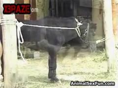 Lets dog top you for animal hd porn 