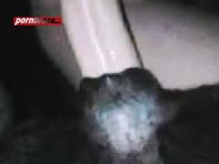 Show cam sex dog