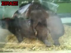 Banged her cunt while watching animal porn hd