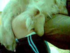Dog pov fuck woman crazy show cam