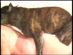My Dog Fucks My Wife