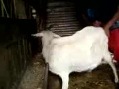 Fucking with goat