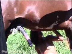 Curly ebony loves horse sex