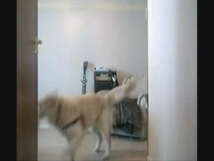 Dog fucking crazy a girl on cam - Sex dog videos