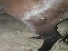 Real Horse Pissing porn 2018