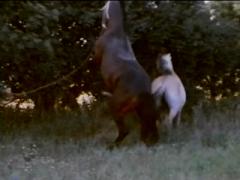 Woman Like Fucking Cock Horse