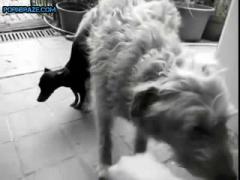 tiny dog Lucky fucked by large beast
