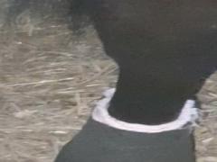 (Horse Fuck Big Cook GAY Runking 2018)