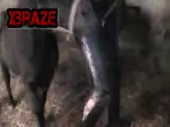 Free Cam Animal porn