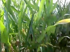 Summer, Sun, Corn & Wanking & Piss